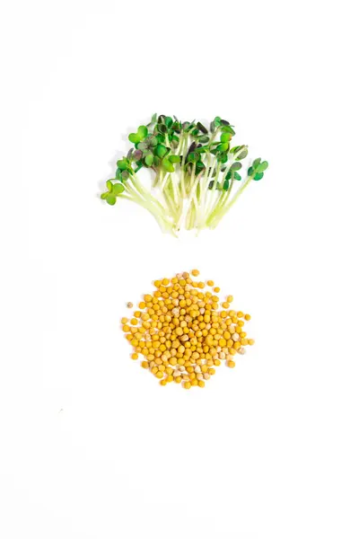 stock image Green young sprouts of spicy mustard grow were grown for food. Cut microgreen shoots near seeds close up on white background. Concept of healthy eating, wholesome foods, vegetarianism.