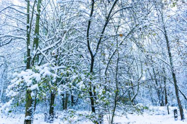 Karlı bir parkın kış manzarası. Çalıların ve ağaçların dalları beyaz bir kar tabakasıyla kaplıdır. İlk kar yağışı. Beklenmedik hava sürprizleri.