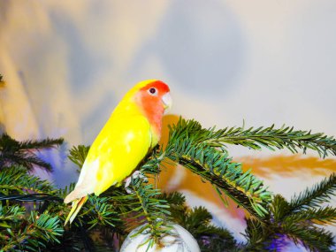 Sarı gül yüzlü aşk kuşu (Agapornis Roseicollis) yeşil ladin dalında oturur. Beyaz arka plan. Güzel evcil kuş. Noel tatili. Papağan aynı zamanda pembe yakalı ya da şeftali yüzlü aşk kuşu olarak da bilinir..