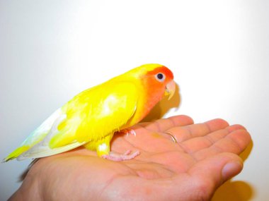 Yellow rosy-faced lovebird parrot (Agapornis roseicollis) sits on hand. White background. Beautiful pet bird. Love for pets concept. Parrot is also known as rosy-collared or peach-faced lovebird. clipart