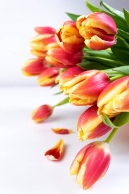 Taze kırmızı-sarı lalelerden oluşan buket kapanıyor. Tebrik kartı. Aşk kavramı, kadınlık, zarafet ya da ilkbaharın gelişi, ayrıca romantik çay partisi. Boşluğu kopyala.