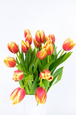 Beyaz vazoda taze kırmızı-sarı laleler. Tebrik kartı. Aşk kavramı, kadınlık, zarafet ya da ilkbaharın gelişi, ayrıca romantik çay partisi. Boşluğu kopyala.