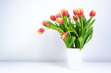 Beyaz vazoda taze kırmızı-sarı laleler. Tebrik kartı. Aşk kavramı, kadınlık, zarafet ya da ilkbaharın gelişi, ayrıca romantik çay partisi. Boşluğu kopyala.