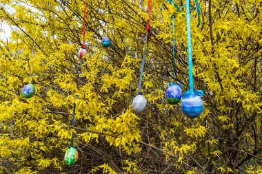 Boyalı Paskalya yumurtaları sarı bahar çiçekleriyle açan bir çalılığın dallarını süslüyor. İlkbahar manzarası.