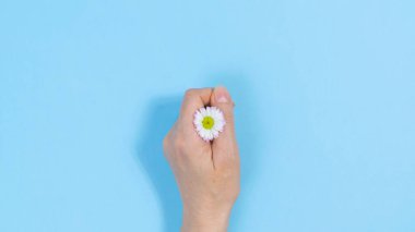 Beyaz, taze papatya bir kadının elinde. Mavi arka plan. Doğum günü kartı, anneler günü, kadınlar günü ya da başka bir gün için tebrik kartı. Uzayı kopyala Düz Yat.