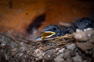 Yuvasında sarı ağızlı, küçük kırlangıç yavrularını balkonun ahşap kaplamasının arka planına yakın plan. Bir insanın yanında kırlangıç yetiştiriciliği.
