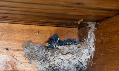 Yuvasında sarı ağızlı, küçük kırlangıç yavrularını balkonun ahşap kaplamasının arka planına yakın plan. Bir insanın yanında kırlangıç yetiştiriciliği.