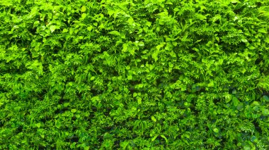 Yeşil doğal yapraklar arka plan. Canlı bitkiler dekorasyon ve peyzaj için dikey olarak ekilir. Yeşil yapraklardan, bitkilerden oluşan bir duvar.
