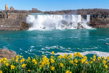 American Falls ve Bridal Veil Falls 'un güzel manzarası Niagara Şelalesi makyajlı şelalelerdir. Kanada tarafından Amerika Birleşik Devletleri tarafına bak. Önde sarı laleler açıyor. Güneşli bir gün. Mavi gökyüzü.