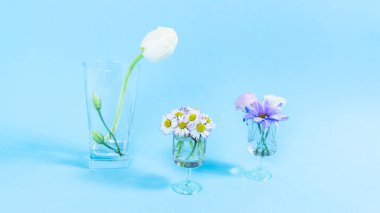 Taze çiçeklerin, lalelerin ve bardaklarda papatyaların yanında yapraklar belirir. Yaratıcı bahar gelişi konsepti. Mavi arka plan. Anneler Günü için tebrik kartı..