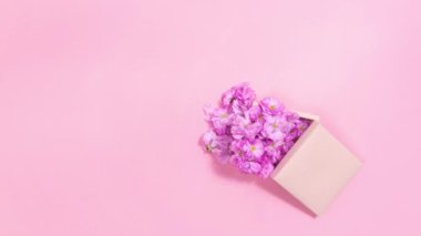 Hassas sakura çiçekleri pembe bir hediye kutusundan çıkar. Sevgililer Günü için tebrik kartı. Hareket animasyonunu durdur. Pembe arka plan. Boşluğu Kopyala.