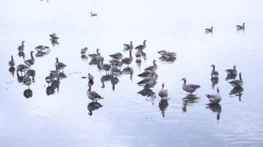Yazın gölde büyük bir gadwall (Mareca veya Anas strepera) sürüsü olur. Biyolojik çeşitlilik ve ekosistem. Avrupa 'da vahşi kuşların üremesi ve yaşamı gri ördekler. 