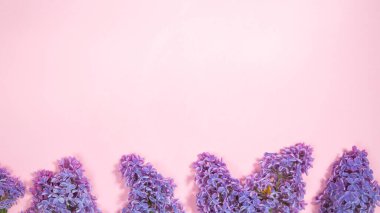 Çiçekli leylak dalları ve pembe arka planda vahşi sümbül. Bahar tebrik kartı. Bahar tatili kavramı. Metin için şablon. Düz yatıyordu.