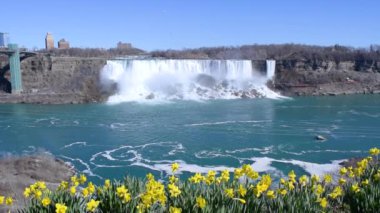 American Falls ve Bridal Veil Falls 'un güzel manzarası Niagara Şelalesi makyajlı şelalelerdir. Kanada tarafından Amerika Birleşik Devletleri tarafına bak. Önde sarı laleler açıyor. Güneşli bir gün. Mavi gökyüzü.