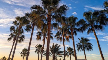 Güzel, uzun palmiye ağaçları pembe-turuncu bulutlu gökyüzüne karşı şafak vakti ve sakin bir okyanus. Tropik manzara, dinlenmek, seyahat ve tatil için ideal bir yer..