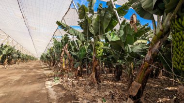 Olgunlaşmış muzlu yeşil muz ağaçları. Muzlar Kanarya Adaları 'nın volkanik topraklarında kapalı alanlarda yetişir. Tenerife. Tarım.