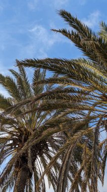 Batan güneşin ışınlarıyla aydınlatılan mavi bulutlu gökyüzüne karşı güzel palmiye ağaçları. Bereketli tropikal yapraklar. Rahatlama, seyahat ve tatil için ideal bir yer..