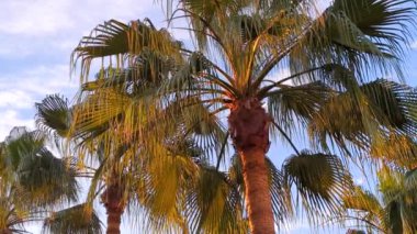 Batan güneşin ışınlarıyla aydınlatılan mavi bulutlu gökyüzüne karşı güzel palmiye ağaçları. Bereketli tropikal yapraklar. Rahatlama, seyahat ve tatil için ideal bir yer..