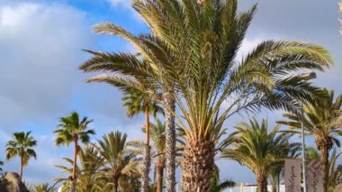 Batan güneşin ışınlarıyla aydınlatılan mavi bulutlu gökyüzüne karşı güzel palmiye ağaçları. Bereketli tropikal yapraklar. Rahatlama, seyahat ve tatil için ideal bir yer..