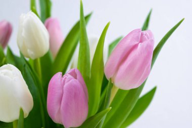 Taze beyaz ve mor lalelerden oluşan buket kapanıyor. Tebrik kartı. Aşk kavramı, kadınlık, zarafet ya da ilkbaharın gelişi, ayrıca romantik çay partisi. Boşluğu kopyala.