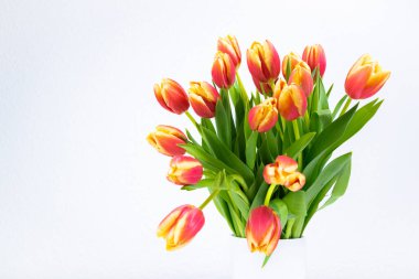 Taze kırmızı-sarı lalelerden oluşan buket kapanıyor. Tebrik kartı.