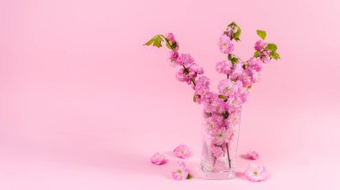 Cam bir fincanda güzel doğal sakura dalları. İlkbahar ve bahar çiçeklerinin gelişi gibi yaratıcı bir kavram. pembe arka plan. Boşluğu kopyala.