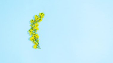 Doğal sarı bahar çiçeklerinin yuvarlak çerçevesi. Mavi arka plan. Bahar Varışı. Paskalya ya da başka bir bayram için tebrik kartı. Metin için şablon. Hareket animasyonunu durdur. Boşluğu kopyala.