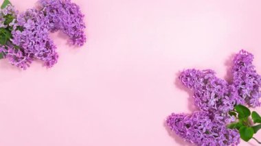 Çiçekli leylak dalları zıt köşelerde hafifçe sallanıyor. Fotokopi alanı ile pembe arkaplan. Bahar ve bahar tatili kavramı. Tasarım veya metin şablonu. Hareket animasyonunu durdur. Düz yatıyordu.