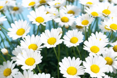 Mavi arka planda çiçek açan güzel beyaz papatyalar. Yakın plan..