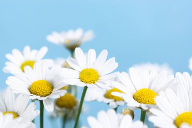 Çiçek açan papatya çiçeklerinin güzel kafaları. Mavi arka plan. Tebrik kartı. Boşluğu kopyala.