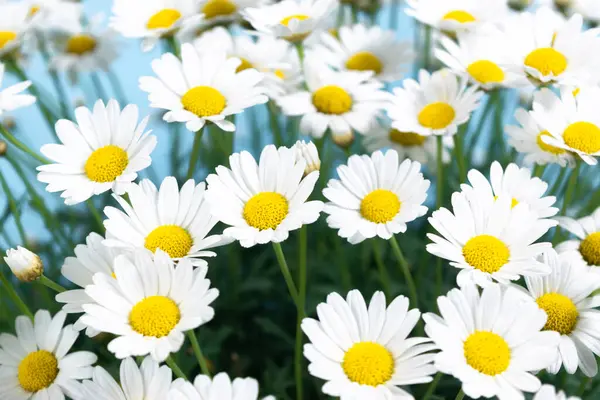 Mavi arka planda çiçek açan güzel beyaz papatyalar. Yakın plan..