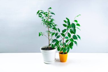 Beyaz ve gri arka planda beyaz ve turuncu saksılarda farklı türde iki güzel Benjamin inciri. Ev bitkilerinin bakımı ve yetiştirilmesi kavramı. Boşluğu kopyala.