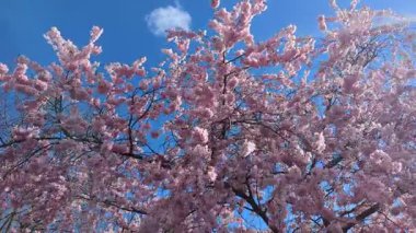 Baharın başlarında güneşli mavi bir gökyüzüne karşı muhteşem bir çiçek ağacı. Dallar birçok pembe ve beyaz çiçeklerle kaplıdır. Güzel bir bahar mevsimi konsepti.