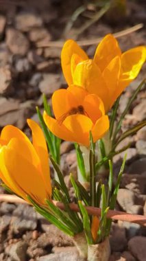 Beautiful blossoming buds of lush spring Crocus flavus flowers close-up. Crocus flavus, known as Big Yellow, Dutch Yellow Crocus or Snow Crocus. Springtime landscape.