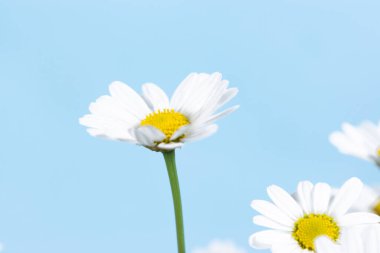 Çiçek açan papatya çiçeklerinin güzel kafaları. Mavi arka plan. Tebrik kartı. Boşluğu kopyala.