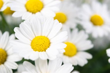 Çiçek açan papatya çiçeklerinin güzel kafaları. Makro. Estetik tebrik kartı. Boşluğu kopyala.