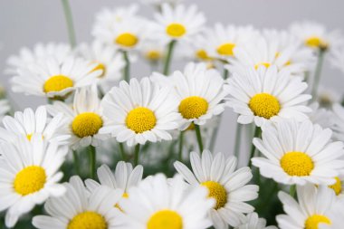 Çiçek açan papatya çiçeklerinin güzel kafaları. Makro. Estetik tebrik kartı. Boşluğu kopyala.