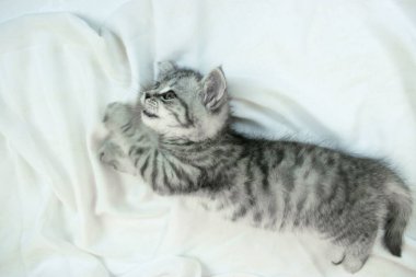 Küçük şirin İskoç Heteroseksüel kedi yavrusu beyaz bir bezin üzerinde uzanıyor. Kopyalama alanı olan beyaz arkaplan. Tekir renkli kürklü yavru kedi portresi.