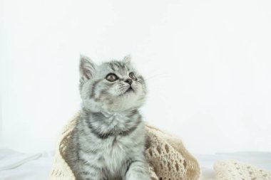 Beyaz ipek kumaşın üzerinde duran şirin İskoç Heteroseksüel kedi yavrusu. Fotokopi alanı olan beyaz arka plan. Tekir renkli kürklü yavru kedi portresi, örülmüş atkı..