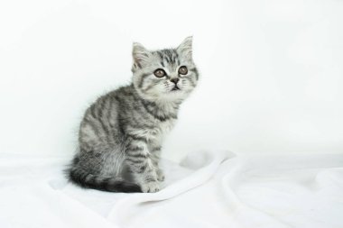 Küçük şirin İskoç Heteroseksüel kedicik beyaz arka planda beyaz ipekten kumaş üzerinde oturuyor ve kopya alanı var. Gümüş üzerine siyah mermer kürklü sevimli bir yavru kedi portresi.