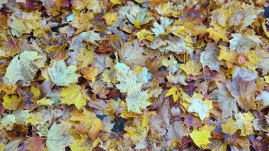 Beautiful orange-red leaves of the swamp oak sway on the trees. Concept of arrival of autumn. Close up. Copy space. 