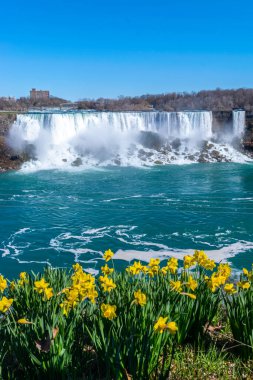 American Falls ve Bridal Veil Falls 'un güzel manzarası Niagara Şelalesi makyajlı şelalelerdir. Kanada tarafından Amerika Birleşik Devletleri tarafına bak. Önde sarı laleler açıyor. Güneşli bir gün. Mavi gökyüzü.
