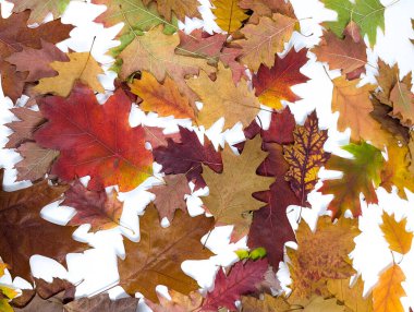 Doğal sonbahar yaprakları. Kırmızı, bordo, turuncu, sarı ve yeşil meşe ve akçaağaç yaprakları beyaz arka planda yakın plan.