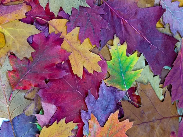 Doğal sonbahar yaprakları. Kırmızı, mor, turuncu, sarı ve yeşil meşe ve akçaağaç yaprakları. Düz yatıyordu. Kapat..