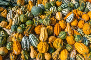 Bir grup güzel turuncu balkabağı. Meyve ve hasat mevsimi.