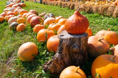 Yeşil çimenlikteki güzel turuncu balkabakları. Sonbahar ve sonbahar tatili kavramı. Meyve ve hasat mevsimi.