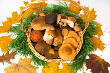 Ormandaki yenilebilir porcino, bal mantarları, çam dallarıyla çevrili imleria badia mantarları ve kopyalama alanı olan beyaz arka planda sarı sonbahar yapraklarıyla dolu bir hasır sepet. Düz yatıyordu.