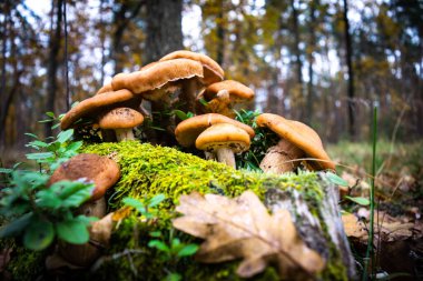 Yeşil yosun ve yaban mersini çalılarının arasında bir sonbahar ormanının arka planında güzel bir bal mantarı kümesi büyüdü. Doğanın sonbahar hediyeleri. Yakın plan. Armillaria mellea, bal mantarı olarak bilinir..