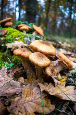 Yeşil yosun ve yaban mersini çalılarının arasında bir sonbahar ormanının arka planında güzel bir bal mantarı kümesi büyüdü. Doğanın sonbahar hediyeleri. Yakın plan. Armillaria mellea, bal mantarı olarak bilinir..