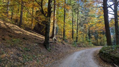Sonbahar ormanının atmosferik güzel manzarası. Altın sonbahar. Sarı, turuncu ve yeşil ağaçların arasındaki yol güneş ışınlarıyla aydınlatılıyor. Sakson İsviçre. Almanya.